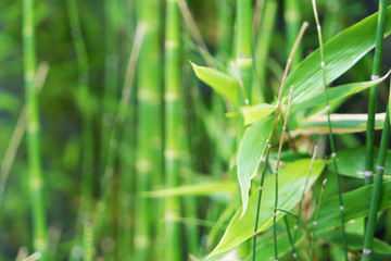 Fototapeta na wymiar fresh bamboo