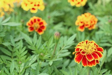 marigold flower in the garden