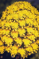 Close up image of bright yellow Aeonium undulatum flowers. Aeonium undulatum is a succulent, evergreen flowering plant in the family Crassulaceae.
