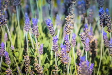 Naklejka premium Purple Lavender Flowers growing in a garden