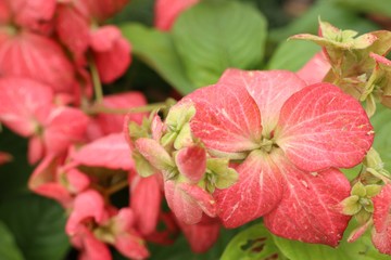 pink flower in the garden