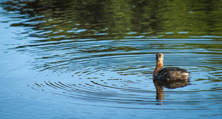 New Zealand dabchick (Poliocephalus rufopectus) with copy space