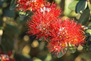 Close up image of Red Pohutukawa Flowers (Metrosideros excelsa) the New Zealand Christmas Tree.