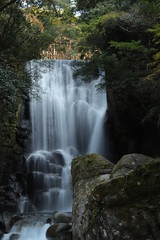 Obraz premium 桑の木の滝