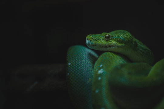 snake