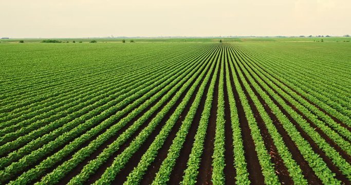 An aerial shot of soybean field ripening at spring season, agricultural landscape