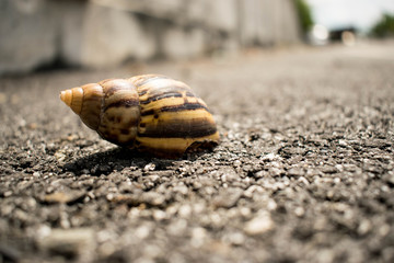 Closeup dead shell on the street