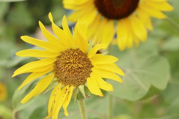 Sunflower field in nature