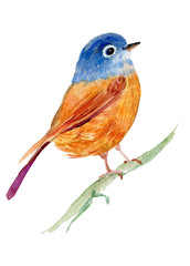 little bird illustration watercolor
