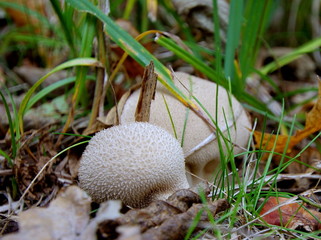 Niesamowite wybuchowe purchawki - niesamowita natura z bliska