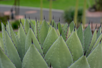 Obraz premium Pointy succulents growing in a garden
