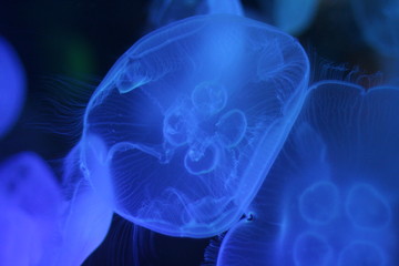 Blue Jellyfish