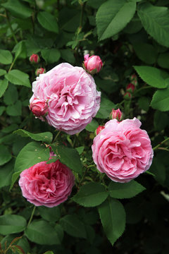 Blossom of the historic pink rose Louise Odier, bourbon rose in the summer country garden. 