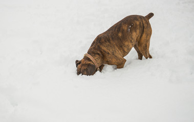 Curious Boxer dog burying her face in the snow
