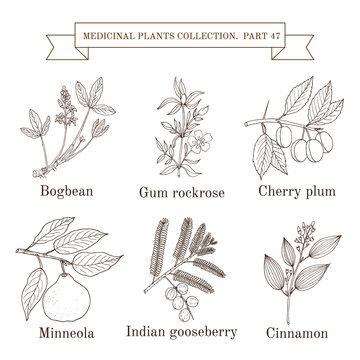 Vintage collection of hand drawn medicinal herbs and plants