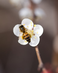 bee on a flower in the nature. macro