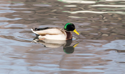 duck in the lake in nature