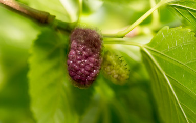 mulberry berry on the tree in nature