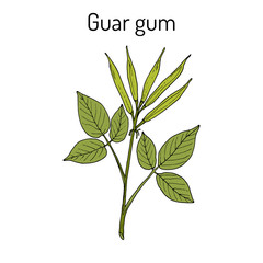 Guar gum Cyamopsis tetragonoloba , or cluster bean, medicinal plant