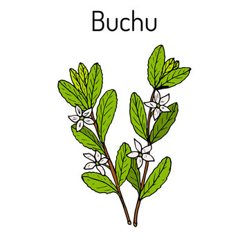 Buchu Agathosma betulina , medicinal plant