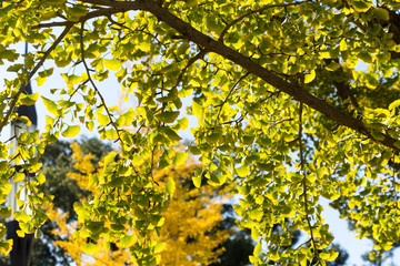 Fototapeta premium Tokyo central city in autumn / Fall scenery around the Imperial Palace in the central of Tokyo,Japan
