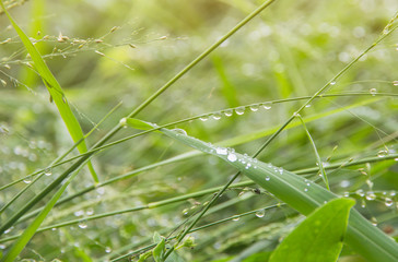 Forest meadow with dew on grasses,Macro image with small depth of field,Blur bokeh background