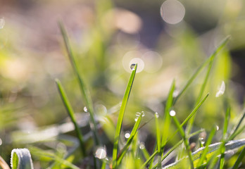 Fototapeta premium beautiful grass with dew drops
