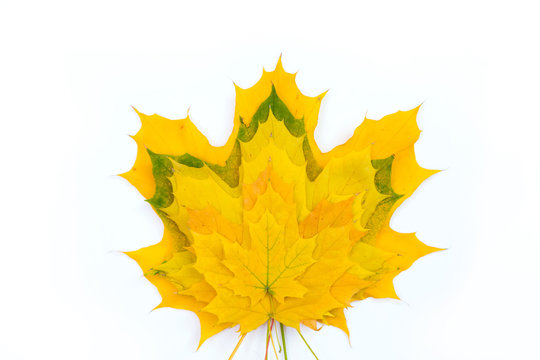 Selection of maple leaves. 
Heap of yellow canadian maple leaves on white background