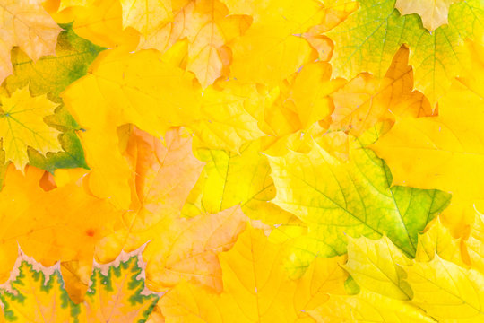 Maple leaves. 
Yellow and orange canadian maple leaves texture