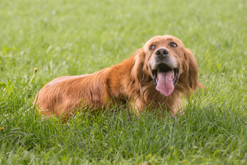 Adorable pet dog