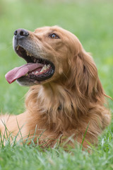 Adorable pet dog