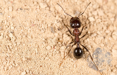 ant in nature. macro