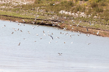 flock of gulls on the river