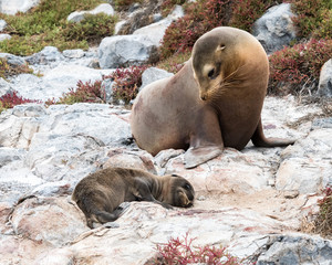 Fototapeta premium Mother sea lion with newborn pup
