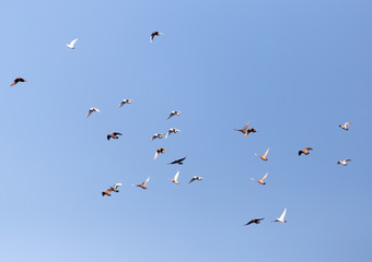 Dove in flight against blue sky