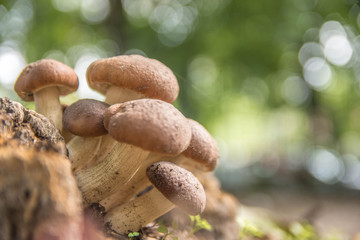 Amazing photo of mushrooms