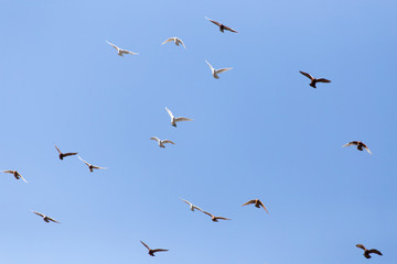 flock of pigeons on blue sky
