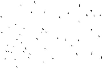 silhouette of a flock of birds on a white background