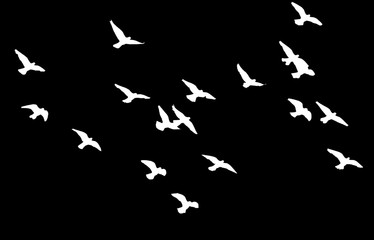 silhouette of a flock of birds on a black background