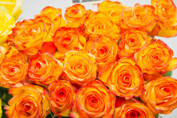 Orange roses. It is a lot of orange roses.
