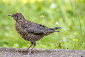 Connon blackbird