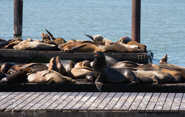 Sea Lions lounging