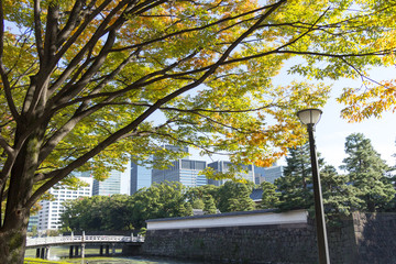 Tokyo central city in autumn / Fall scenery around the Imperial Palace in the central of Tokyo,Japan