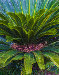 Cycas tree. green plant of Cycas Palm © andrey7777777