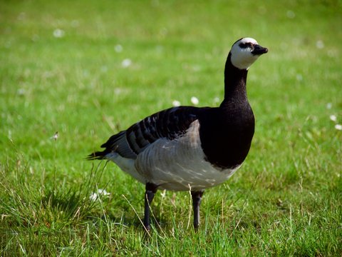 Beautiful goose on green grass in Stockholm park