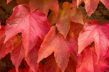 Naklejka na ściany i meble Autumn background. Brick wall wallpaper with maple leaves. Creeper