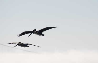 birds flying 