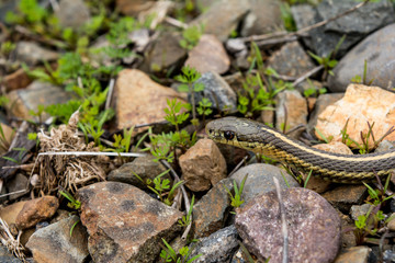 Northwestern Garter Snake II