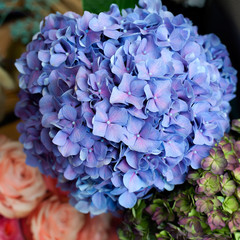 Hydrangea flower close-up