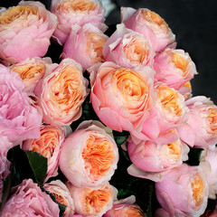 Pink rose background